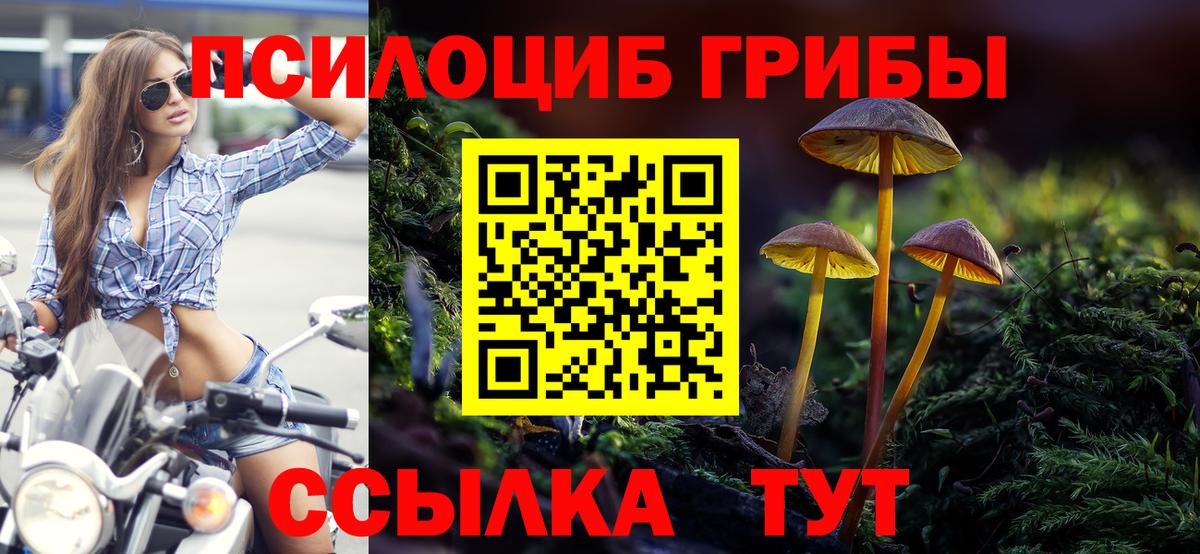 Котлас  Псилоцибиновые грибы Psilocybine cubensis  Вход с VPN 